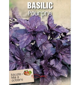 BASILIC POURPRE