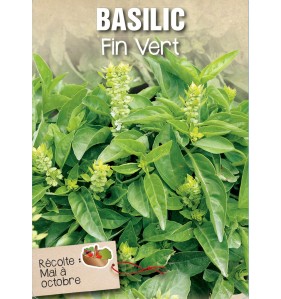 BASILIC FIN VERT