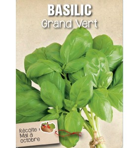 BASILIC GRAND VERT