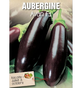 AUBERGINE AVAN F1