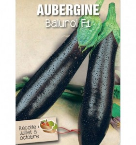 AUBERGINE BALUROI F1