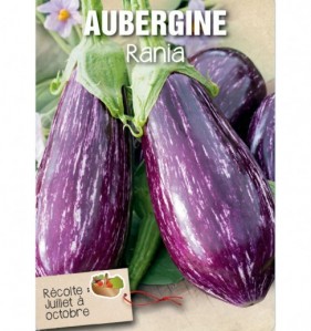 AUBERGINE RANIA