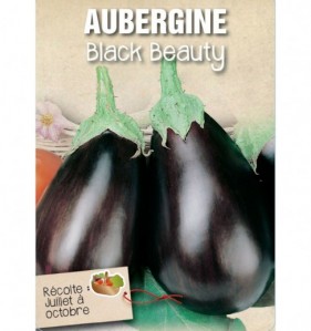 AUBERGINE BLACK BEAUTY