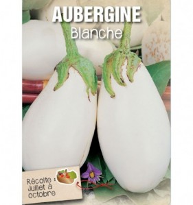 AUBERGINE BLANCHE