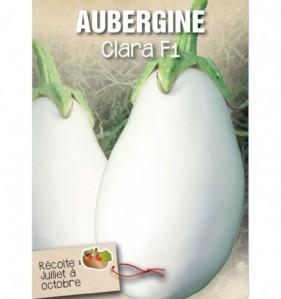 AUBERGINE CLARA F1