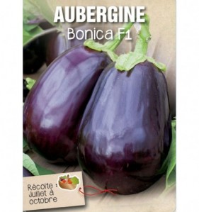 AUBERGINE BONICA F1