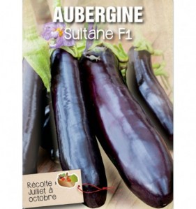 AUBERGINE SULTANE F1