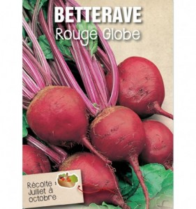 BETTERAVE ROUGE GLOBE