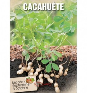 CACAHUETE