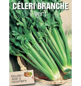 CELERI BRANCHE VERT