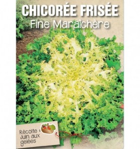 CHICOREE FRISEE FINE MARAICHERE