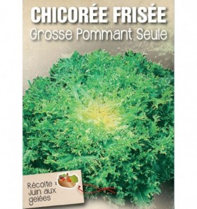 CHICOREE FRISEE GROSSE POMMANT SEULE