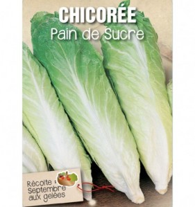 CHICOREE PAIN DE SUCRE