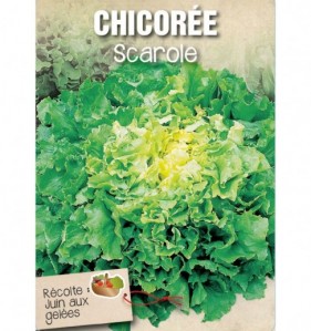 CHICOREE SCAROLE