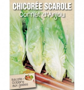 CHICOREE SCAROLE CORNET D'ANJOU