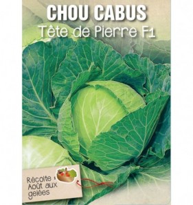 CHOU CABUS TETE DE PIERRE F1