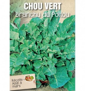 CHOU VERT BRANCHU DU POITOU