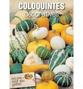 COLOQUINTES DECORATIVES