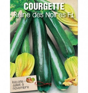 COURGETTE REINE DES NOIRES F1