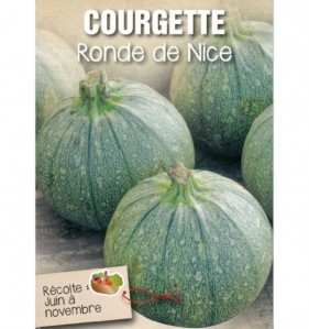 COURGETTE RONDE DE NICE