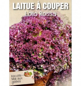 LAITUE A COUPER LOLLO ROSSA