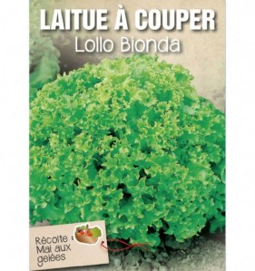 LAITUE A COUPER LOLLO BIONDA