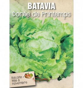 BATAVIA DOREE DE PRINTEMPS