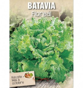 BATAVIA FLOREAL