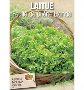 LAITUE FEUILLE DE CHENE BLONDE