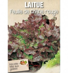 LAITUE FEUILLE DE CHENE ROUGE