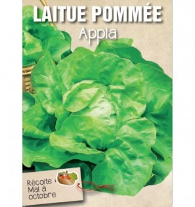 LAITUE POMMEE APPIA