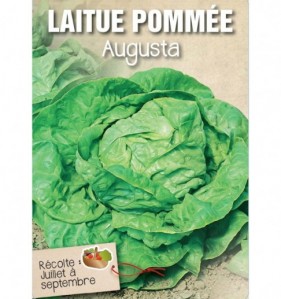 LAITUE POMMEE AUGUSTA