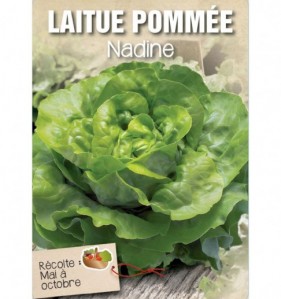 LAITUE POMMEE NADINE