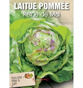 LAITUE POMMEE REINE DE MAI