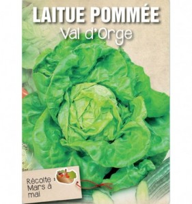 LAITUE POMMEE VAL D'ORGE