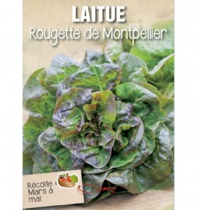 LAITUE ROUGETTE DE MONTPELLIER