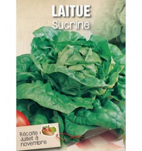 LAITUE SUCRINE