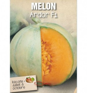 MELON ARDOR F1