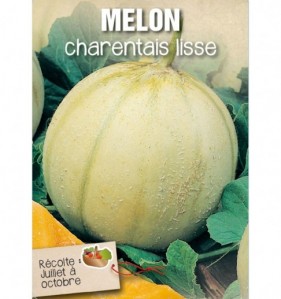 MELON CHARENTAIS LISSE