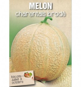 MELON CHARENTAIS BRODE