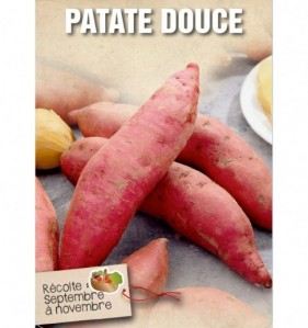 PATATE DOUCE