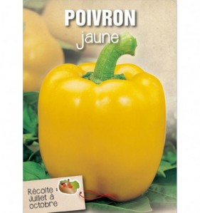 POIVRON JAUNE