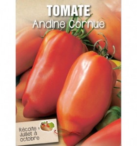 TOMATE ANDINE CORNUE