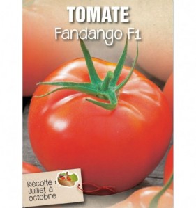 TOMATE FANDANGO F1