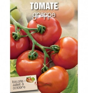 TOMATE GRAPPE