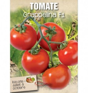 TOMATE GRAPPELINA F1