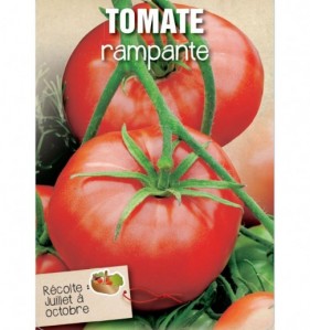 TOMATE RAMPANTE