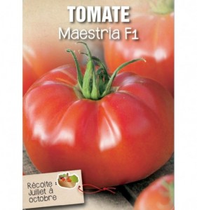 TOMATE MAESTRIA F1