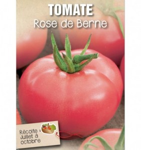 TOMATE ROSE DE BERNE