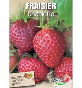 fraisier charlotte